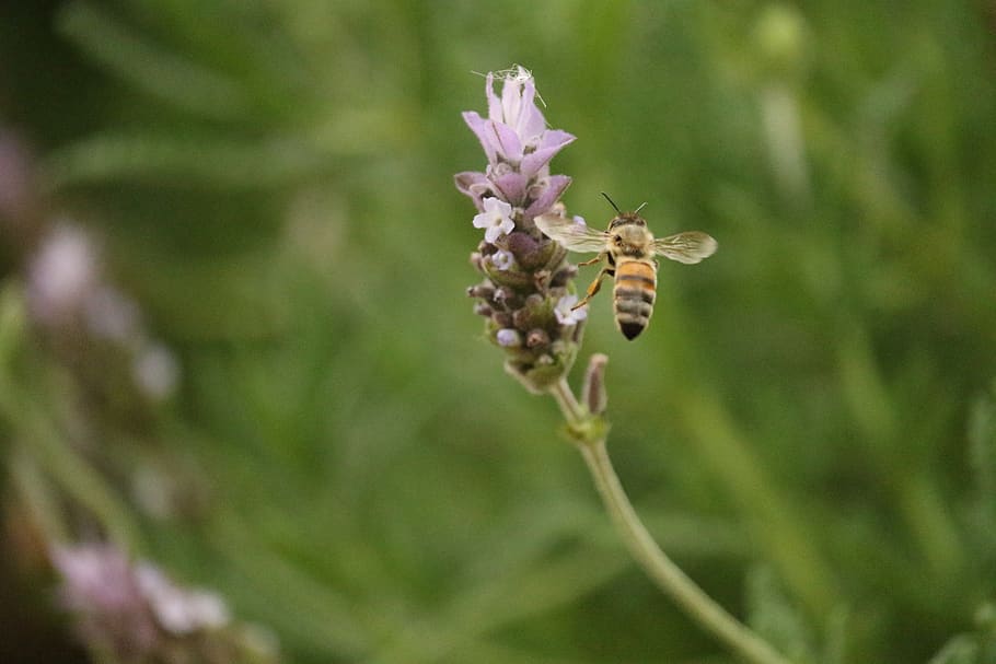 insect, bee, flower, purple, field, nature, wings, fly, flowering plant HD wallpaper