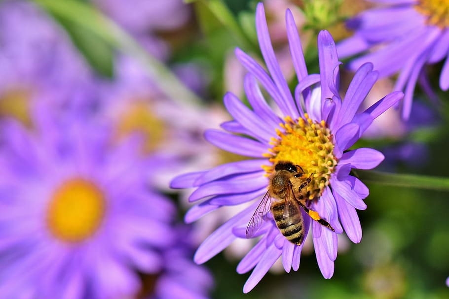 bee, honey bee, nectar, pollen, blossom, bloom, insect, animal HD wallpaper