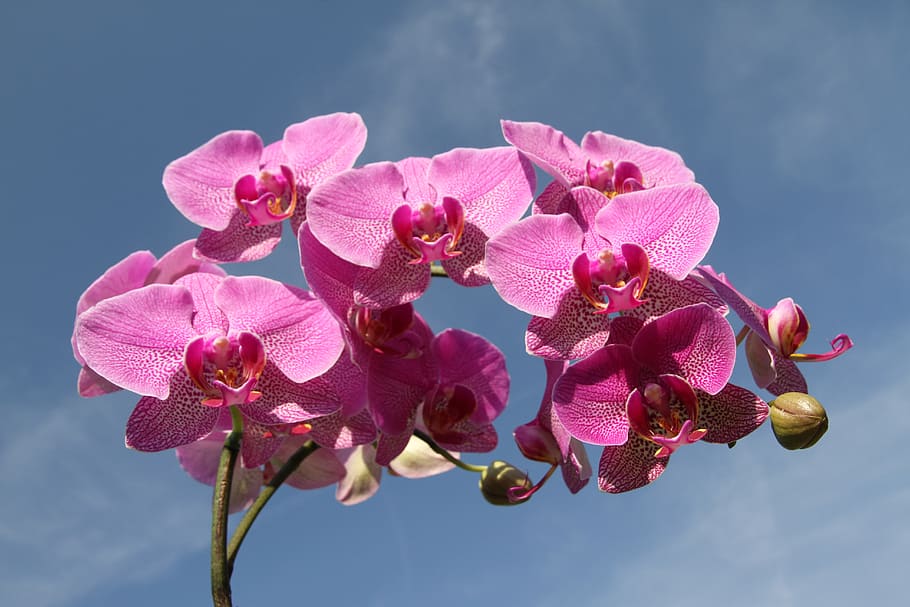 Pink Flower, bloom, blossom, botany, environment, flora, floral HD wallpaper