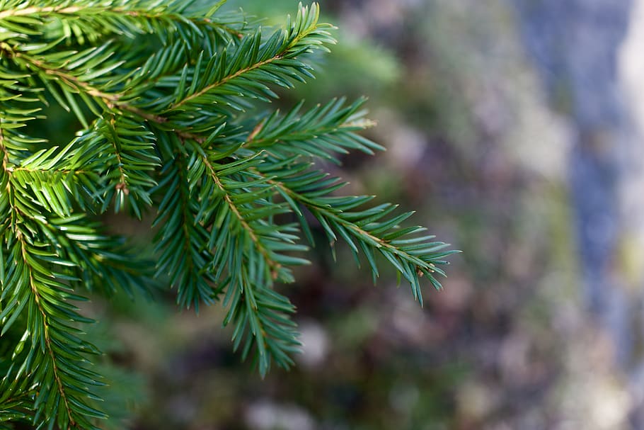 selective focus photo of leaf, plant, tree, conifer, abies, fir, HD wallpaper