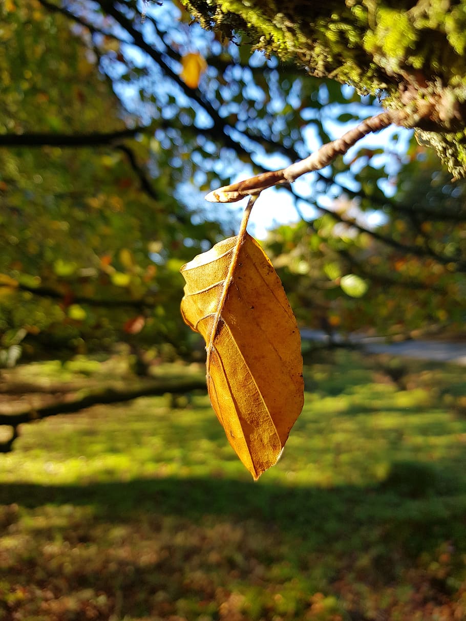 autumn, leaf, dead, trees, focus on foreground, plant part HD wallpaper