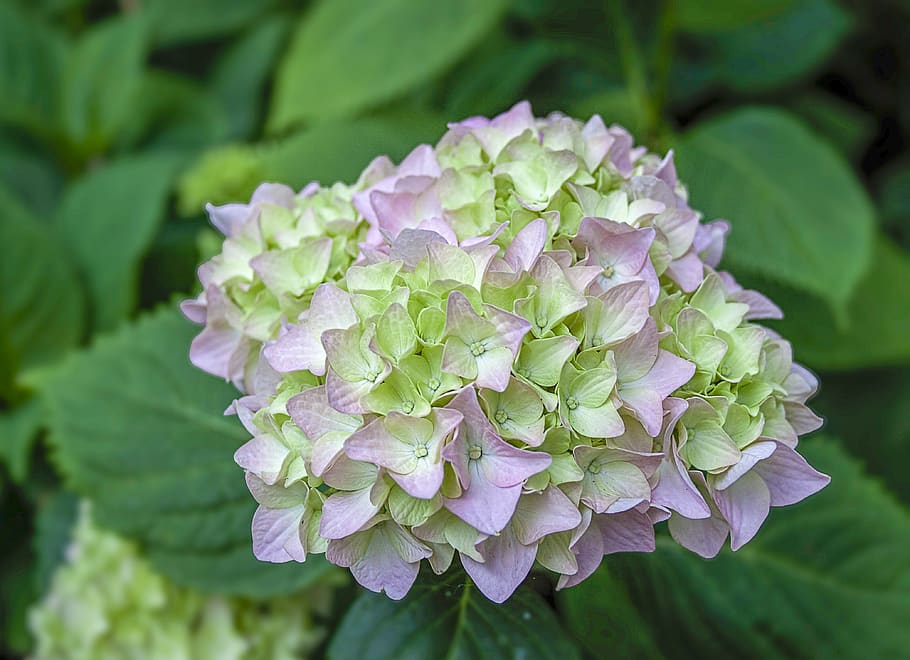hydrangea, flower, bloom, nature, blossom, flora, plant, summer HD wallpaper