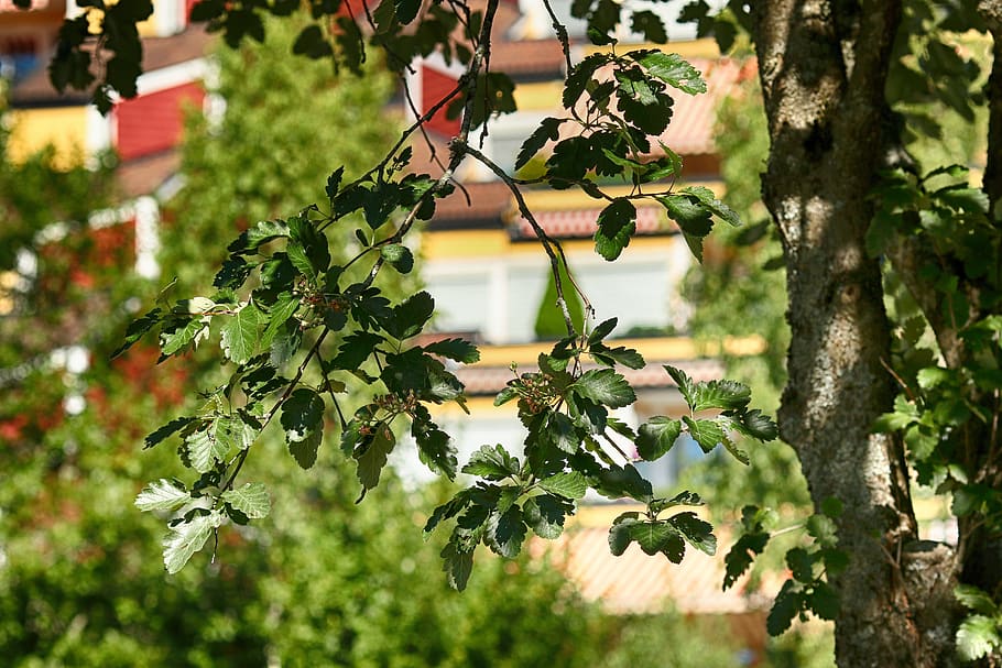 leaves, tree, branches, nature, green, plant, growth, leaf HD wallpaper