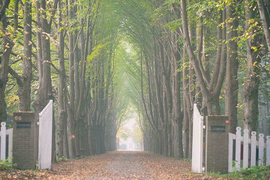 netherlands, schipborg, tree, plant, nature, growth, no people HD wallpaper