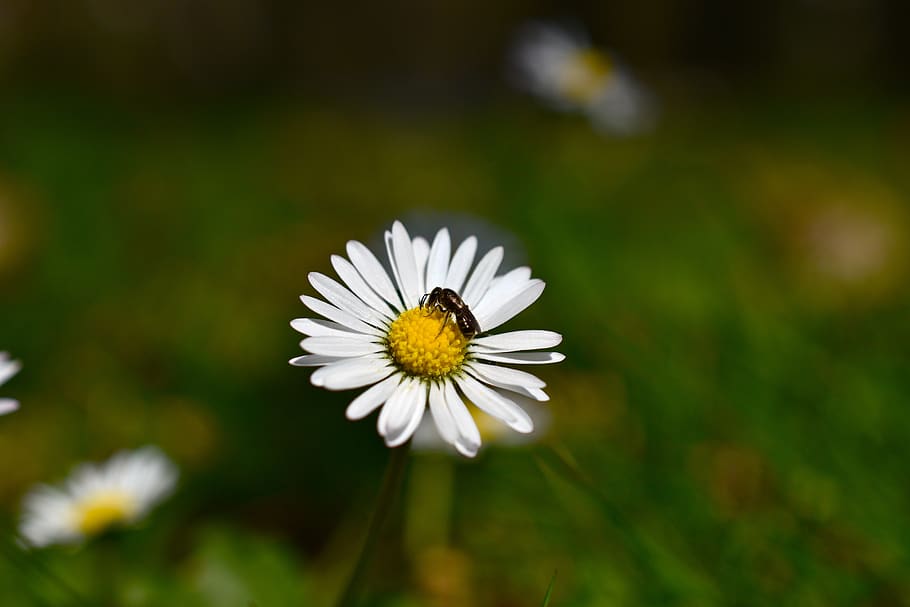 daisy, flower, insect, garden, spring, nature, petal, pollen HD wallpaper