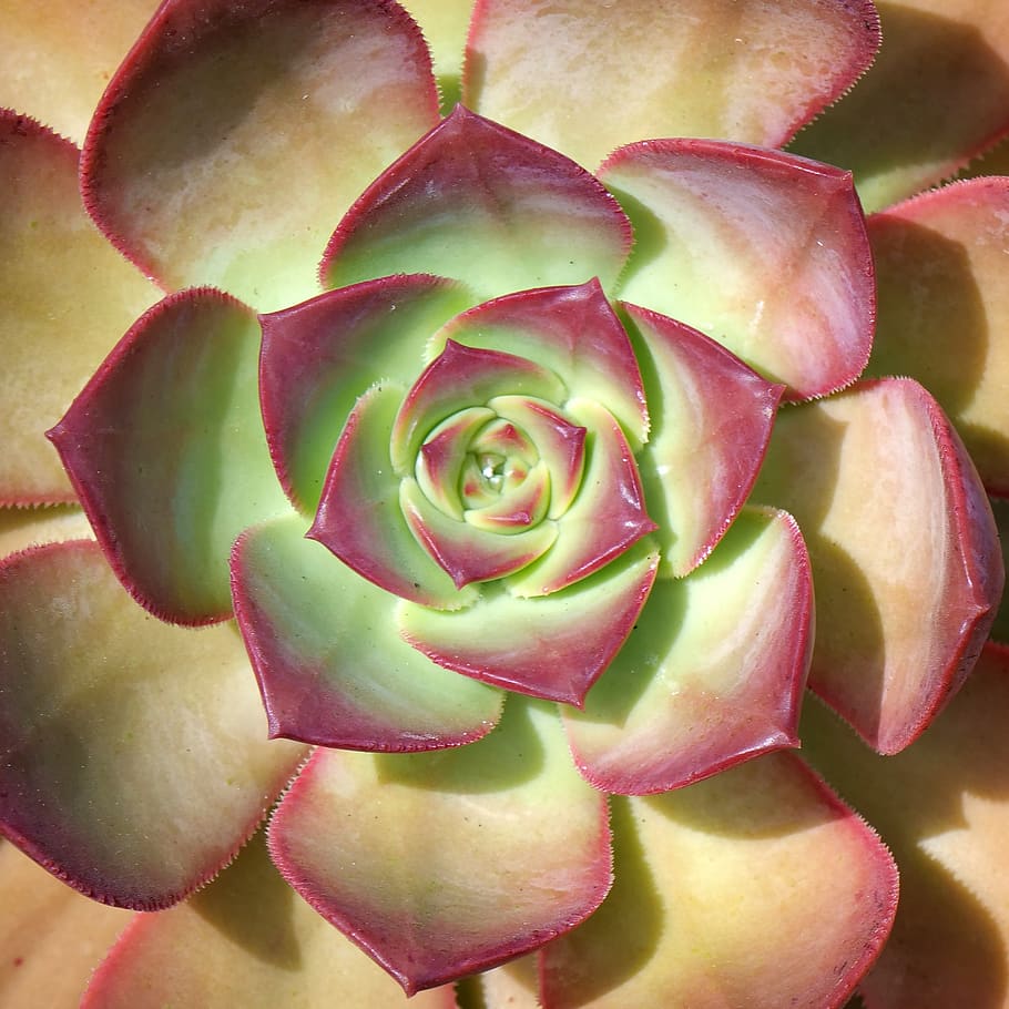 houseleek, plant, structure, geometry, botany, pattern, rosette HD wallpaper