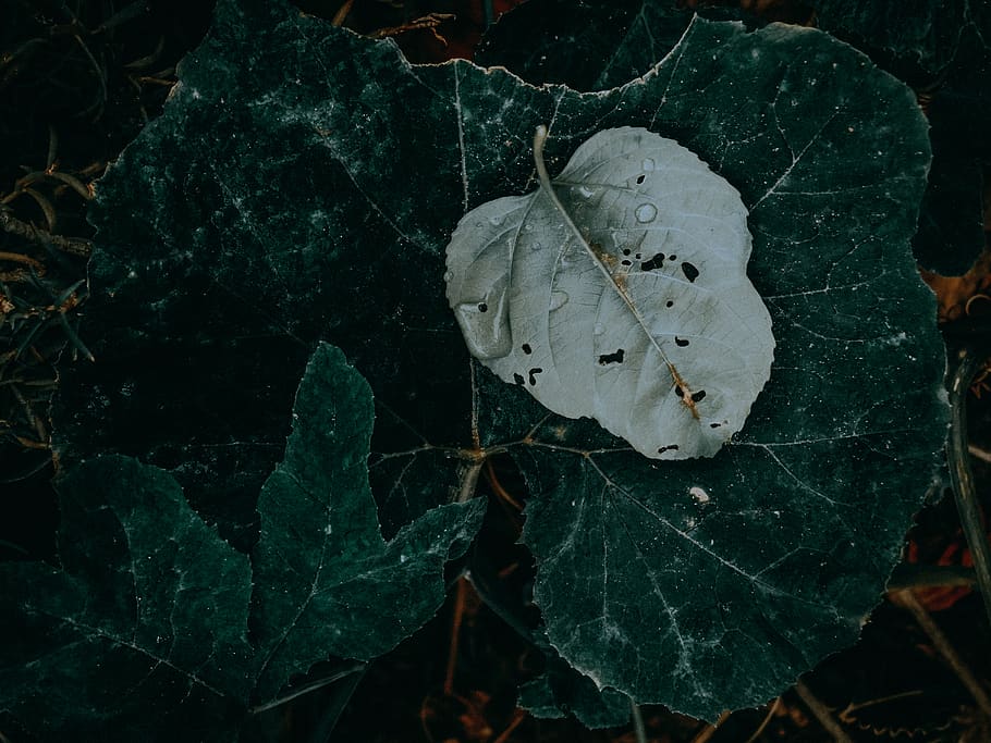 leaf, plant, veins, tree, maple leaf, handrail, banister, light HD wallpaper