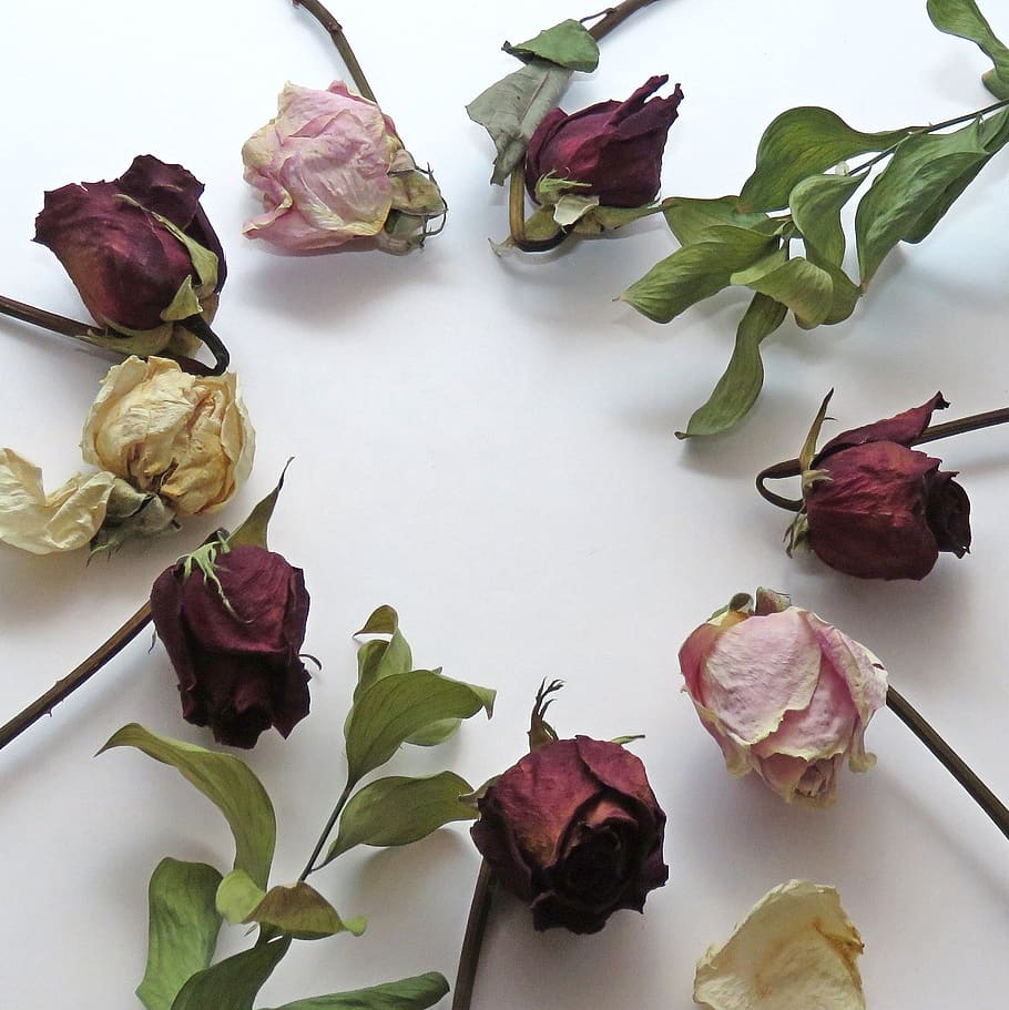 circle, flowers, dead, dried, roses, flowering plant, beauty in nature HD wallpaper