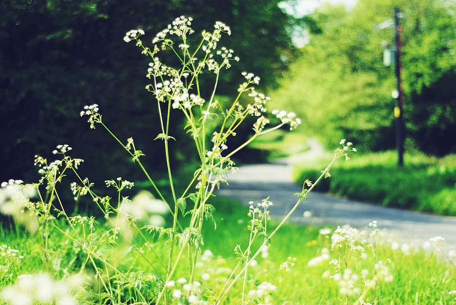 weeds, roadside, winding, perspective, nature, outdoors, green HD wallpaper
