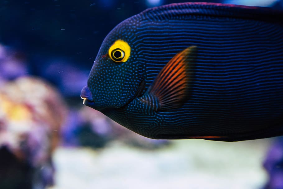 blue and orange fish, animal themes, one animal, animal wildlife HD wallpaper
