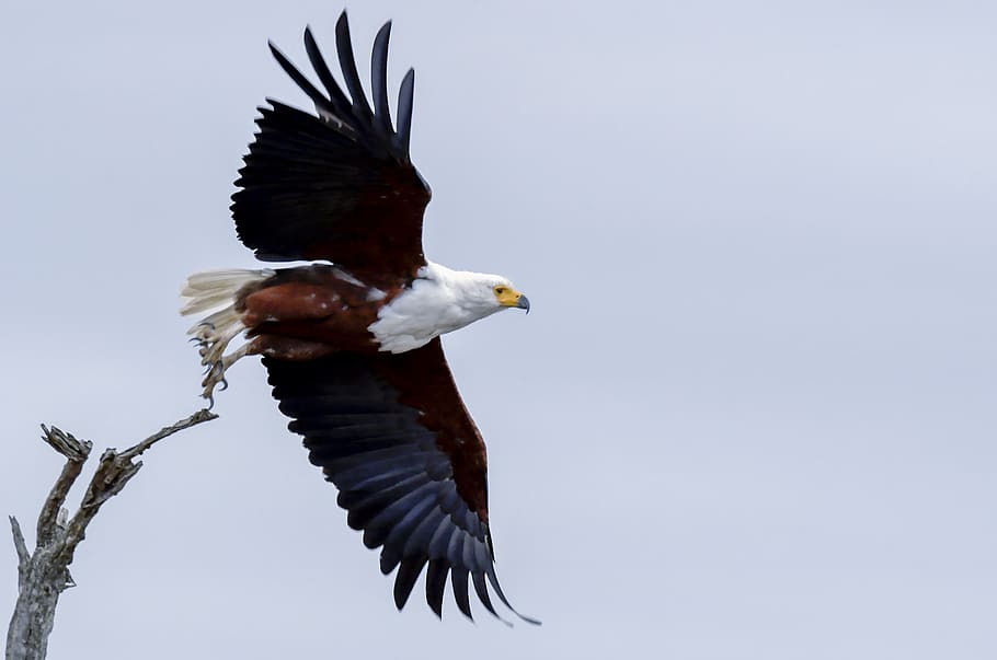 Bald Eagle About to Fly, bird of prey, feathers, flight, flying, HD wallpaper