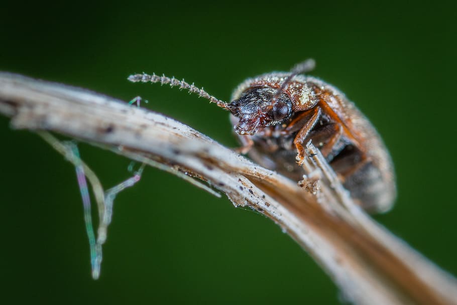 Brown Bug on Brown Plant, animal, beetle, blur, close-up, color HD wallpaper