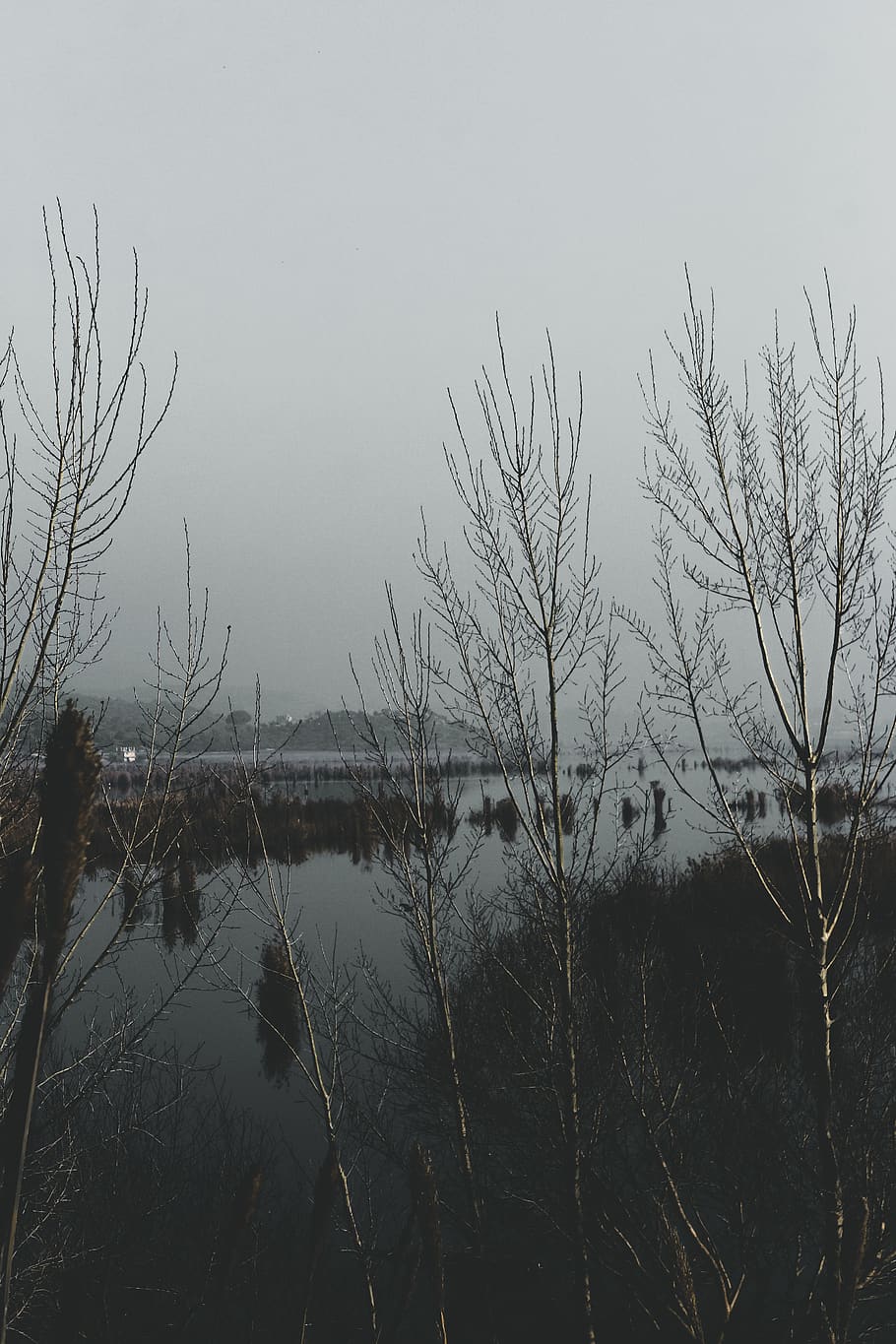 trees, lake, background, water, sky, plant, bare tree, nature HD wallpaper