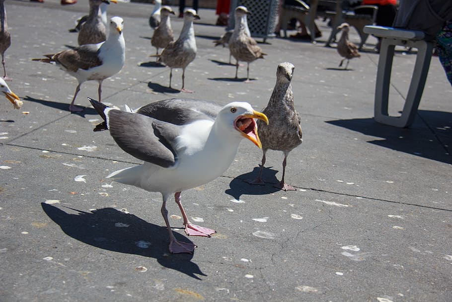 bird, seagull, screaming, animal, animals in the wild, animal themes HD wallpaper