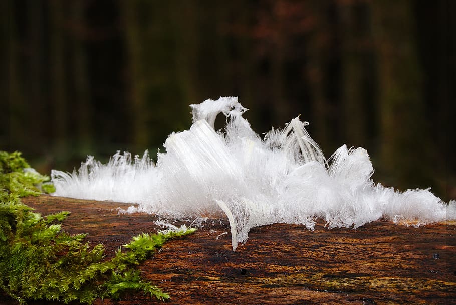 haareis, moss, forest, winter, frost, white color, motion, water HD wallpaper