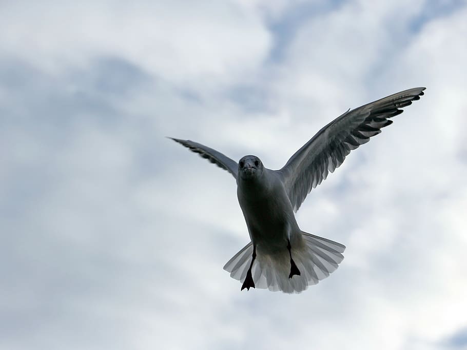 gull, bird, sky, cloud, wings, flying, animal, spread wings HD wallpaper