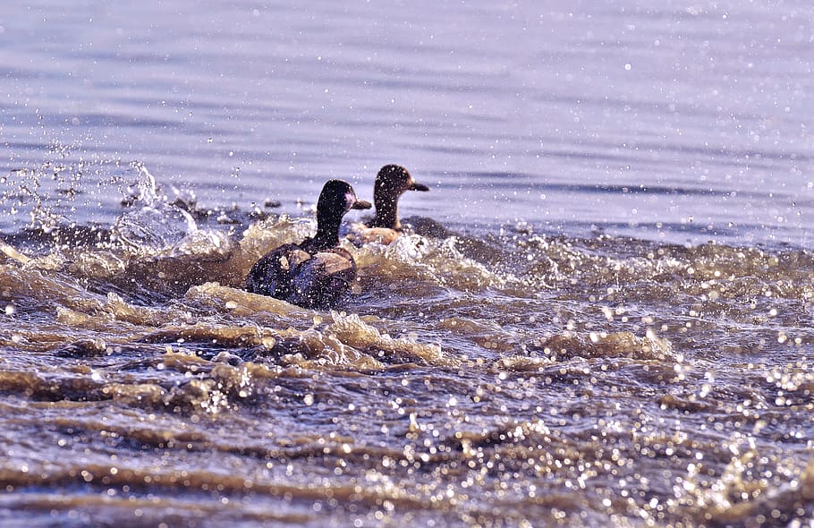 ducks, tracking, riot, inject, water, spray, water bird, plumage HD wallpaper