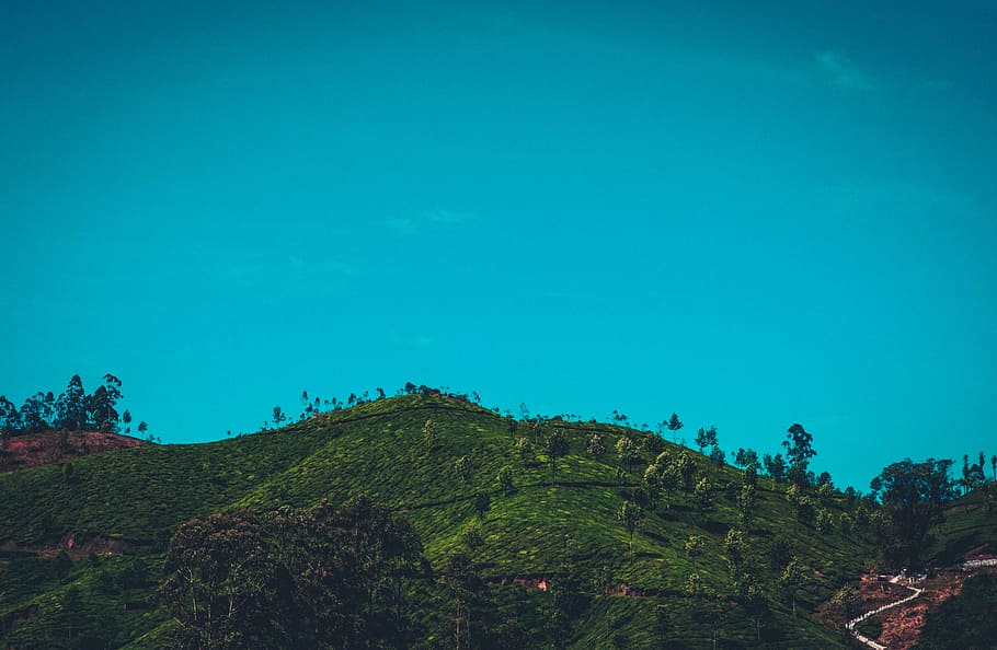 Green Forest Mountain Under Clear Sky, blue sky, daylight, grass HD wallpaper