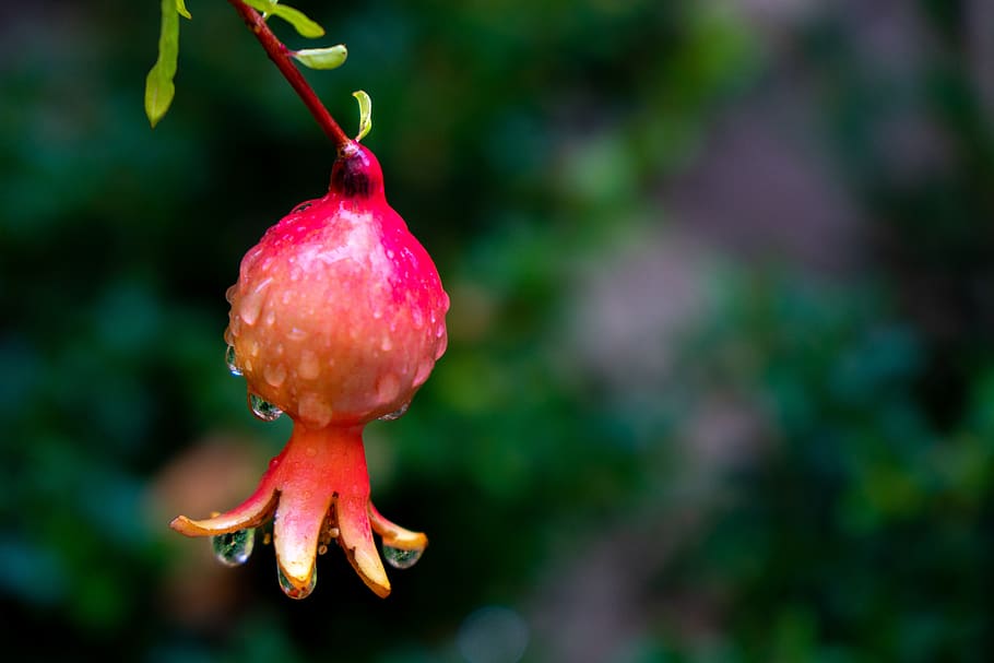 granada, fruit, fresh, food, bio, healthy, close-up, focus on foreground HD wallpaper
