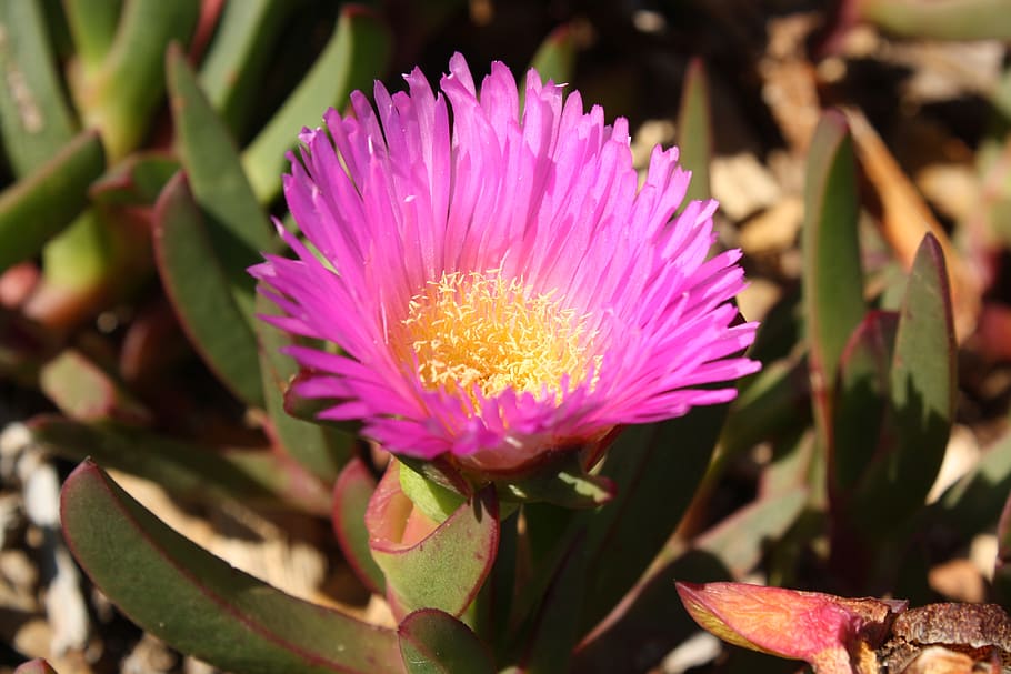 pig face, pink flower, petals, adaptation, salt, halophyte, HD wallpaper