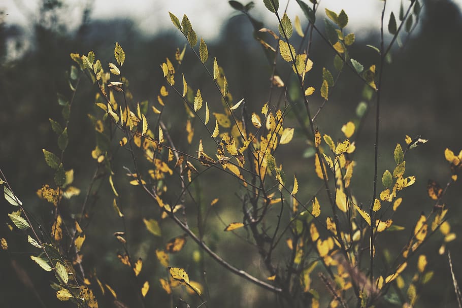 autumn, plant, growth, nature, beauty in nature, tranquility HD wallpaper