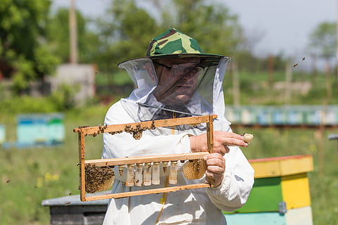 bee, beekeeper, the hive, beekeeping, queen, pollination, one person HD wallpaper
