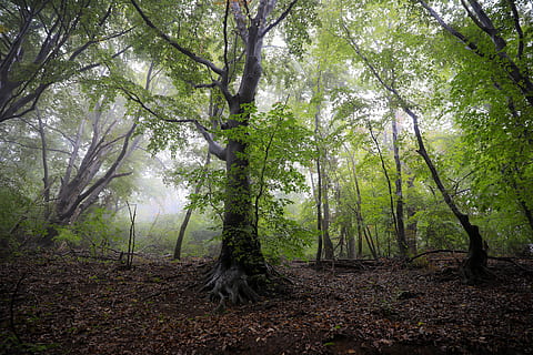forest, leafy forest, fog, beech, nature, landscape, hungary HD wallpaper