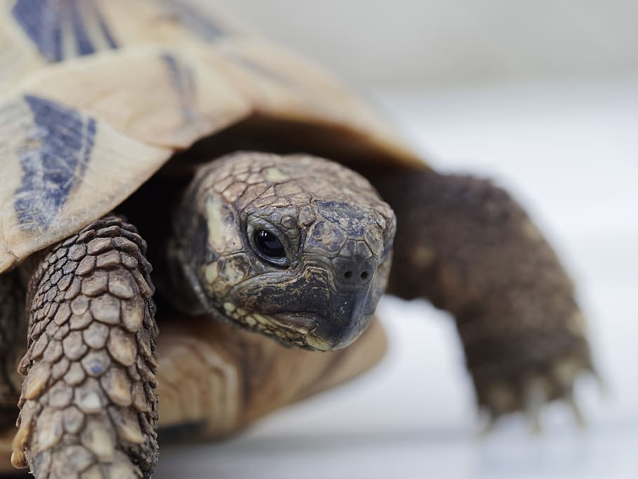 greek tortoise, animals, reptile, zoo, creature, slowly, portrait, HD wallpaper