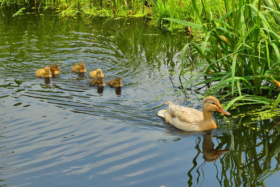 young ducks, spring, ditch, nature, waterfowl, breeding season HD wallpaper