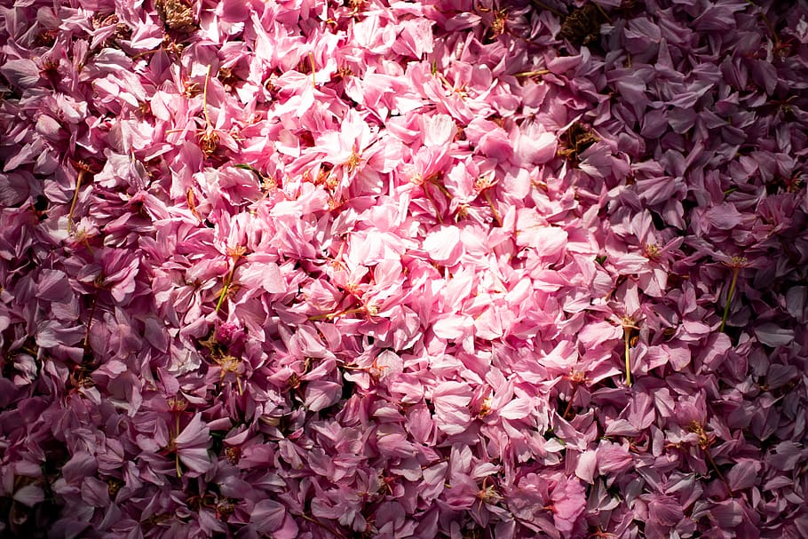 pink petaled flowers, backgrounds, full frame, freshness, pink color HD wallpaper
