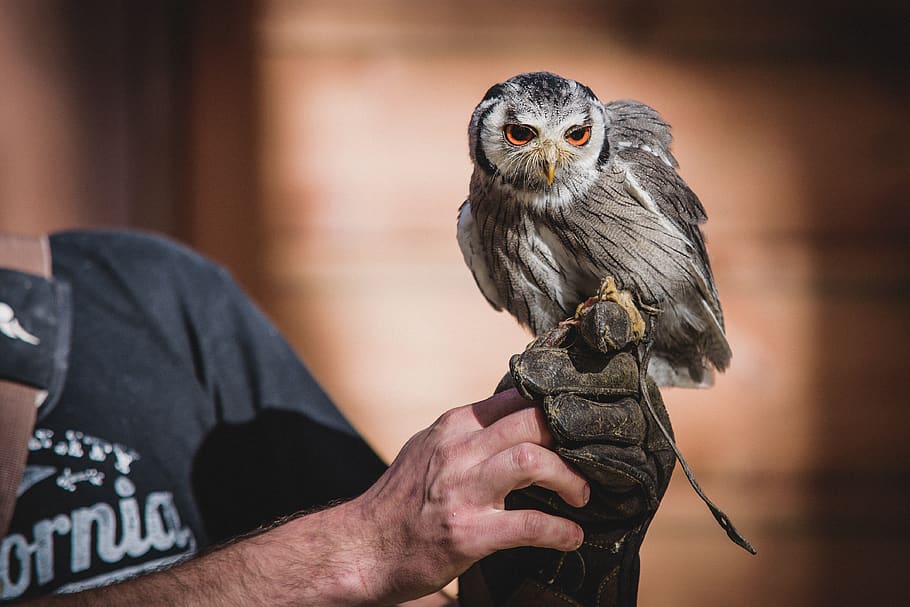 selective focus photography of man holding gray and black owl, HD wallpaper