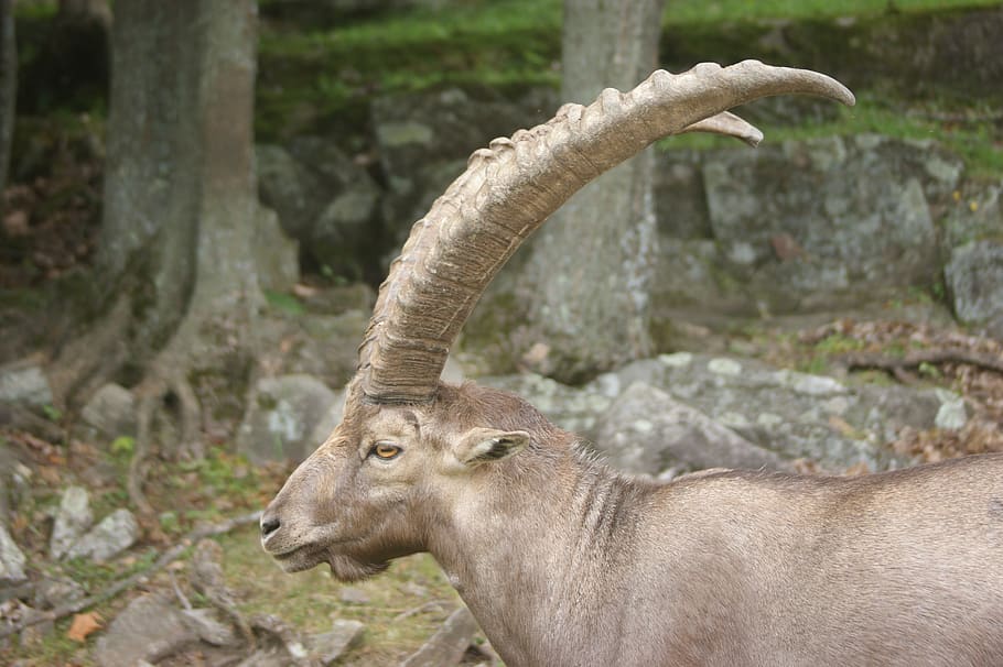 ibex, animal, alpine, goat, horn, animal wildlife, animal themes, HD wallpaper