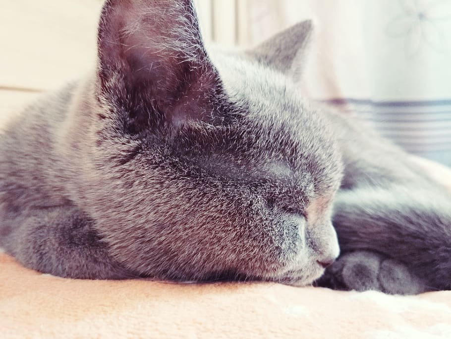 one animal, mammal, animal themes, relaxation, cat, domestic cat HD wallpaper