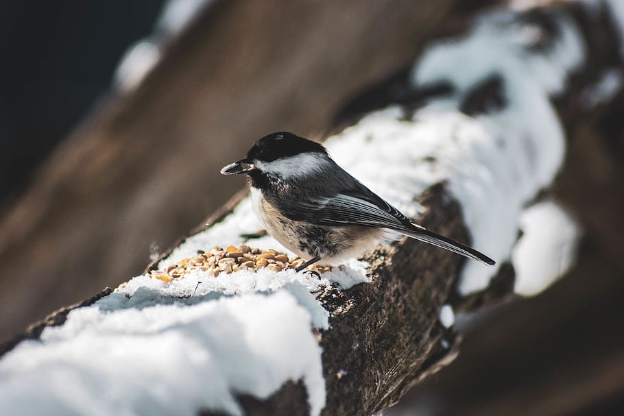 bird perched on tree with snow, animal themes, animal wildlife HD wallpaper