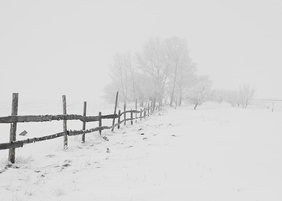 Black Wooden Fence on Snow Field at a Distance of Black Bare Trees HD wallpaper