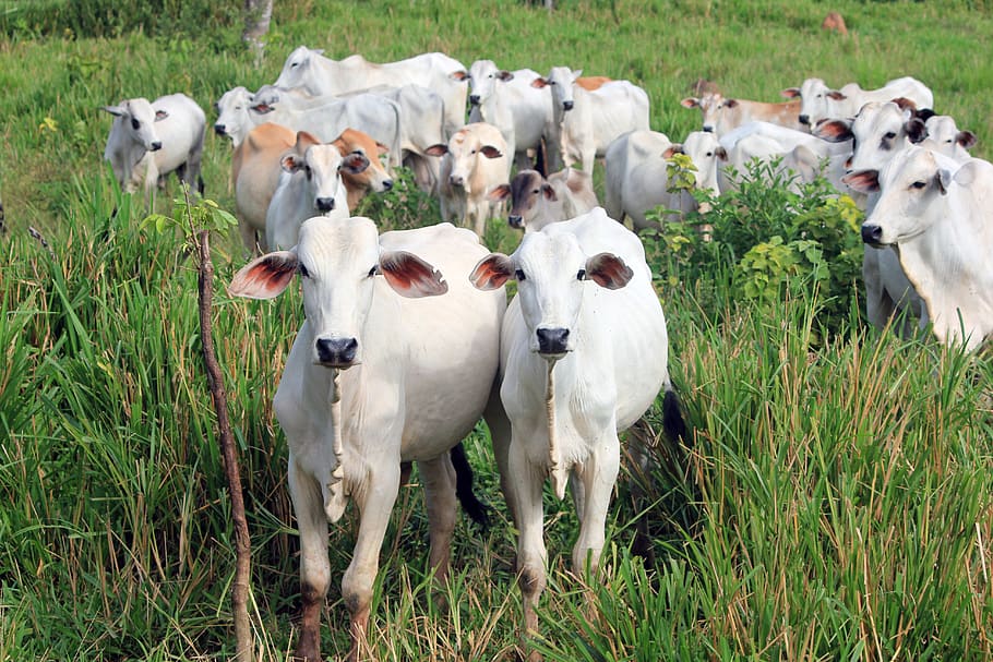 cattle, animal, cow, mammal, dairy cow, farm, green, white, HD wallpaper