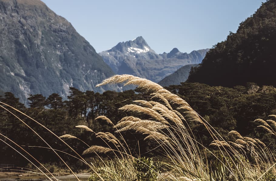 grass, frond, leaf, golden, straw, mountain, trees, layers HD wallpaper