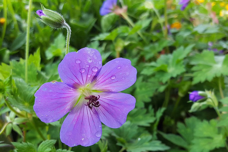 Geranium flowers in late Autumn., perennial geranium, flowers photos, HD wallpaper