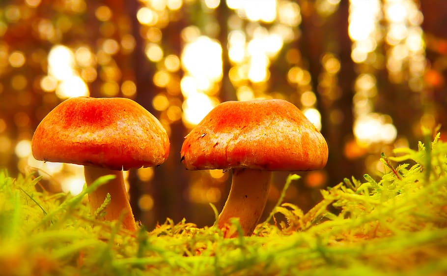 two orange mushrooms, food, fungus, plant, forest, vegetable HD wallpaper