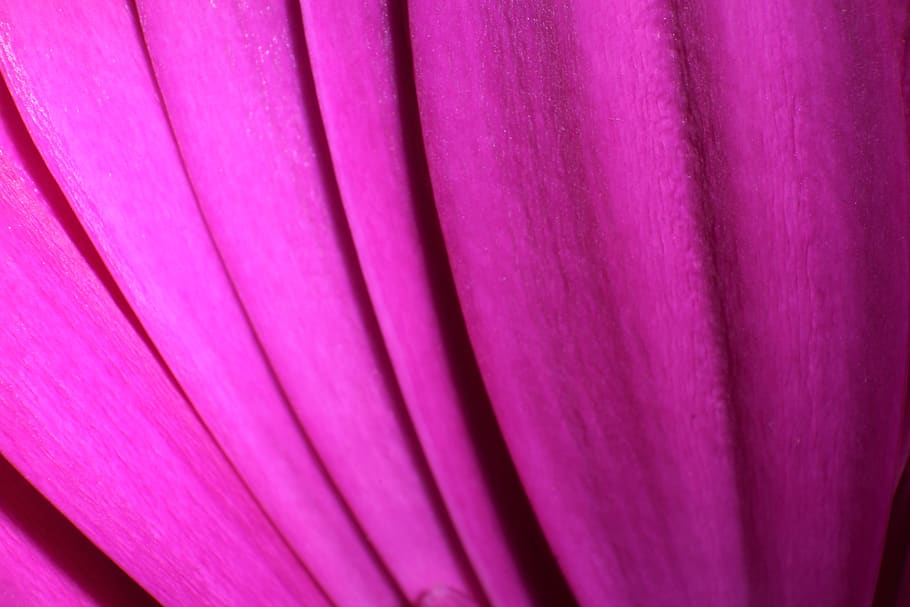 flower, petal, macro, bloom, blossom, nature, pink, romance HD wallpaper