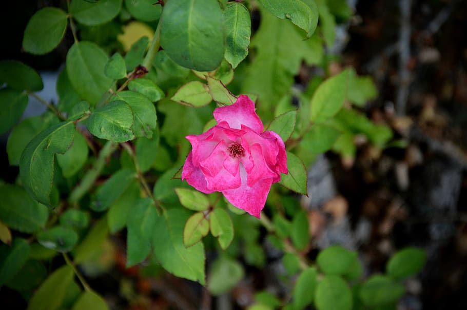 flower, rose, plant, beauty in nature, leaf, flowering plant HD wallpaper