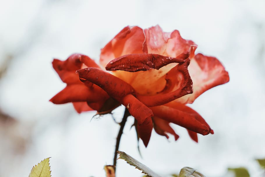 red rose, plant, beauty in nature, close-up, focus on foreground HD wallpaper