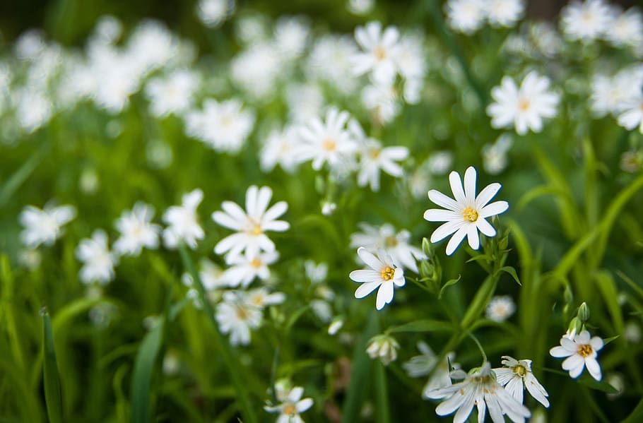 spring, green, weis, nature, plant, blossom, bloom, flower HD wallpaper