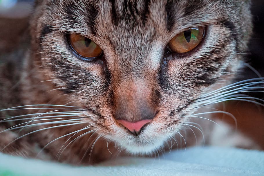 cat, close, closeup, macro, eyes, feline, cats, portrait, animal HD wallpaper