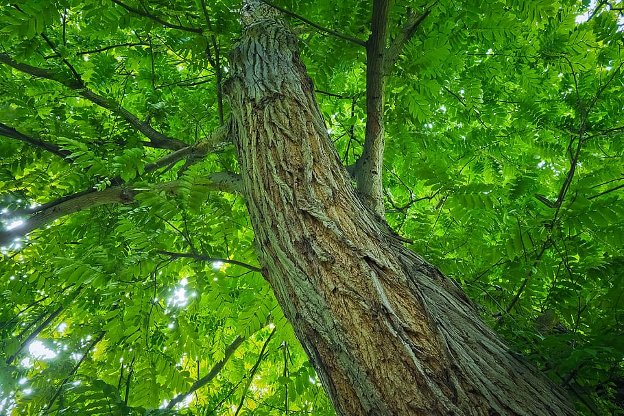tree, tribe, log, wood, forest, tree bark, sun, green, sunshine HD wallpaper