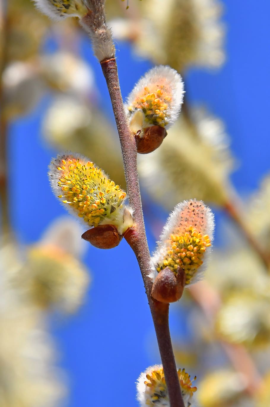 spring, barka, bloom, wood, nature, branch, green, flower, happiness HD wallpaper