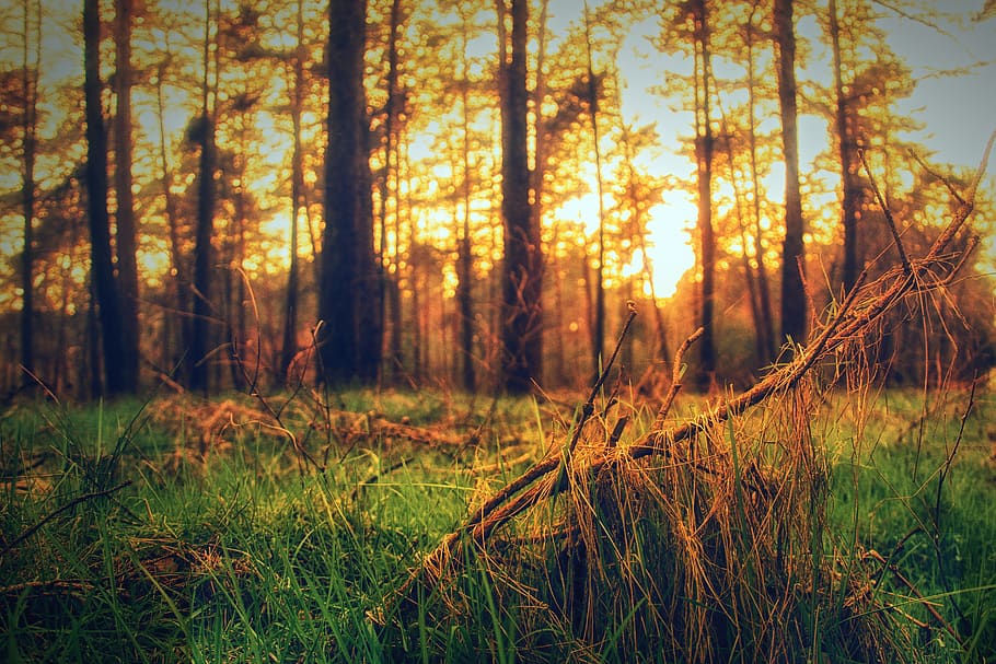 forest, trees, nature, landscape, fog, path, autumn, secret HD wallpaper
