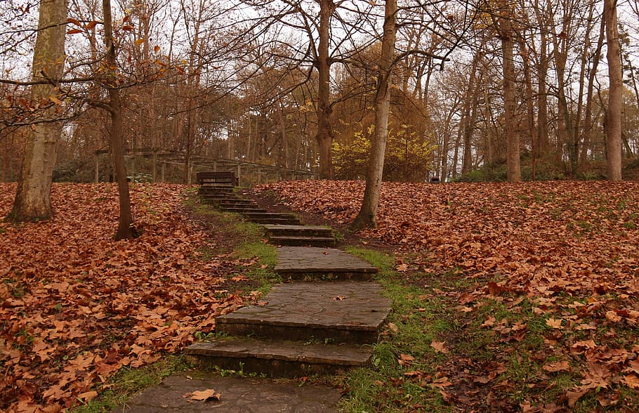 autumn, forest, pond, trees, leaves, mystic, path, magic, landscape HD wallpaper