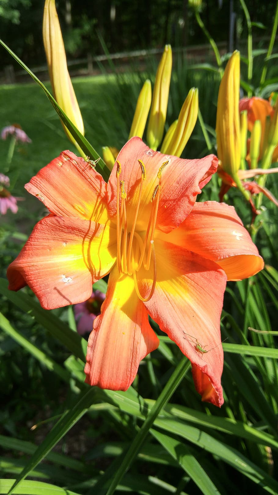 flower, spring, colorful, flowering plant, petal, beauty in nature HD wallpaper
