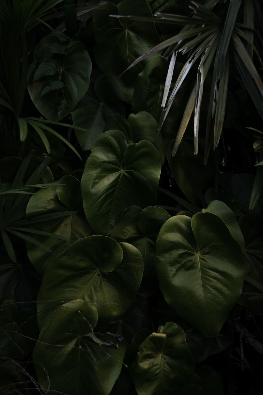 Green Leafed Plant, garden, growth, leaves, plant part, green color HD wallpaper